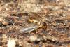 Mycetophilini inconnu